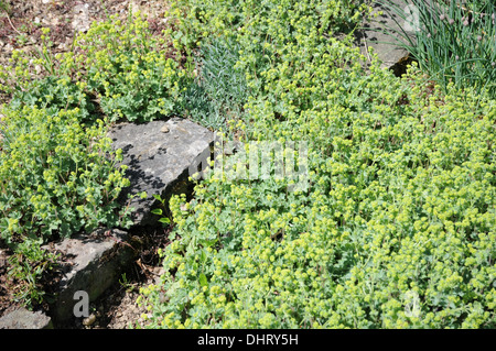 Dwarf lady`s mantles Stock Photo